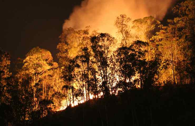 Emissioni carbonio incendi foreste