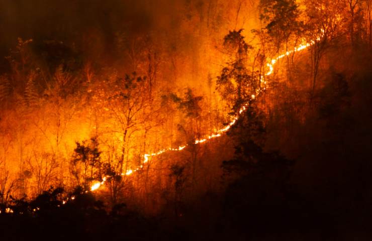 Un incendio ha ucciso molti animali portandoli all'estinzione