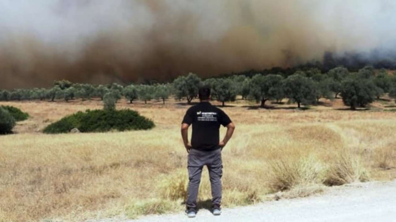 incendio grecia cause