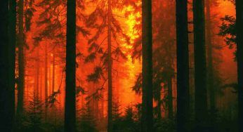 Un incendio nel passato ha ucciso molti animali, e ora si ripete