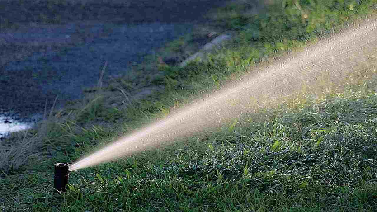 acqua alle piante 