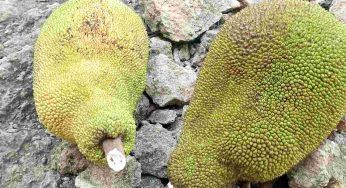 Jackfruit: tutte le curiosità sul frutto più grande al mondo