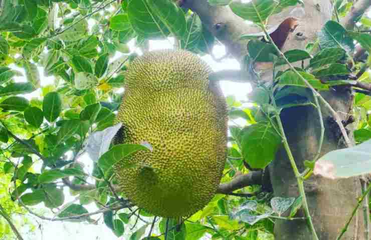 Jackfruit, il frutto più grande del mondo