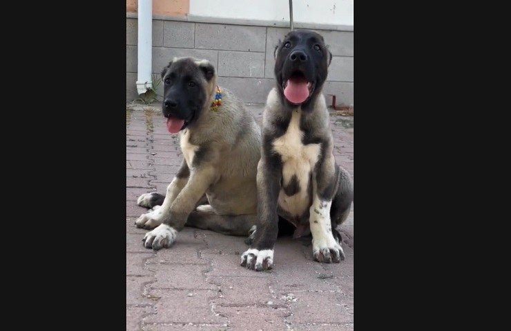 Kangal peso caratteristiche