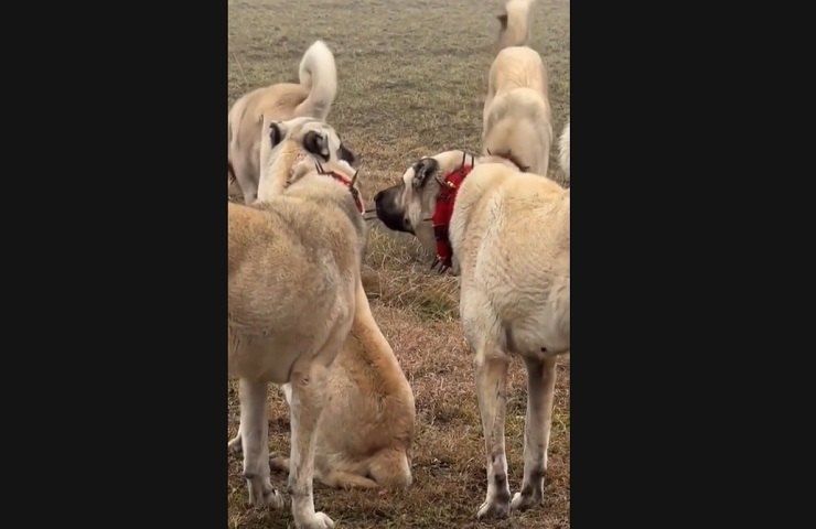 Kangal caratteristiche pastore Anatolia