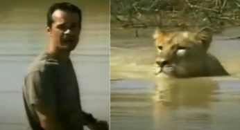 Sta nuotando in uno stagno, quando si ritrova una leonessa alle spalle: la reazione è sconvolgente – VIDEO