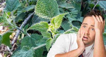 Una tra le piante più pericolose al mondo: non ti avvicinare MAI