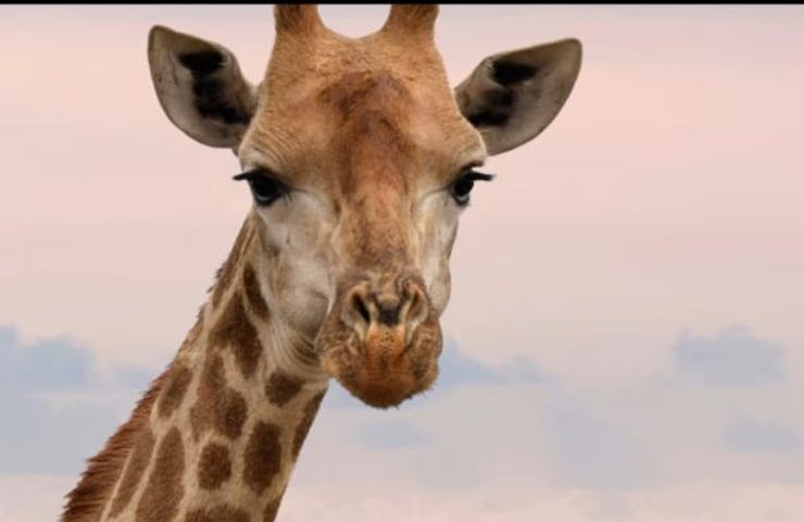 giraffe quanto sono alte