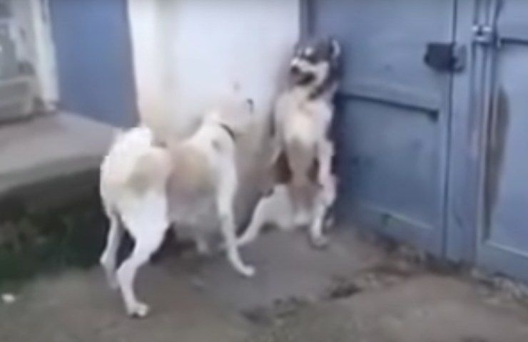 cani litigano difesa cuccioli