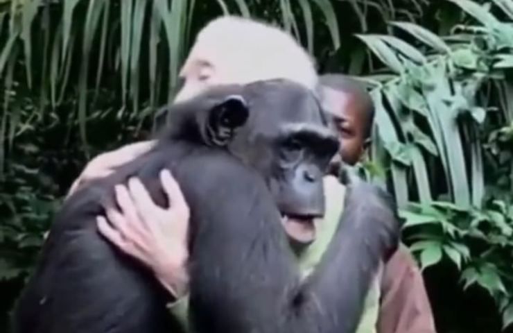 scimpanzé intelligenza