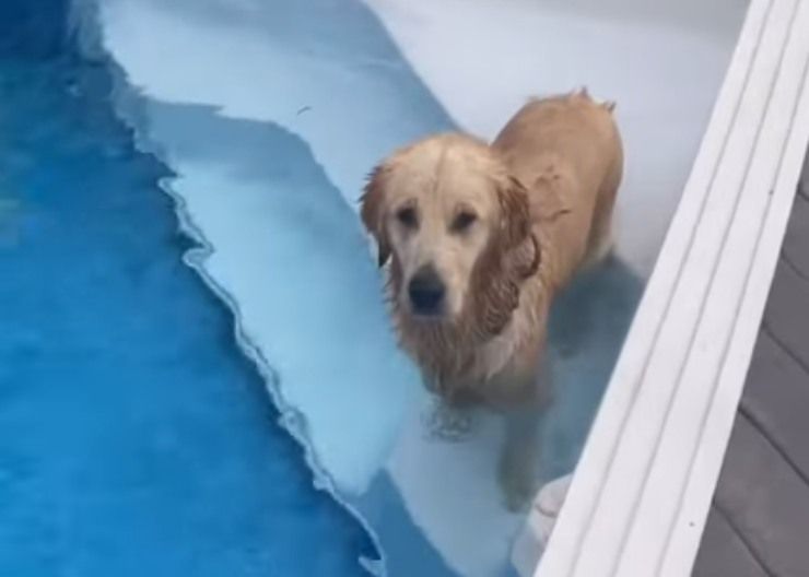 L'impresa epica di un cane che non vuole più uscire dalla piscina