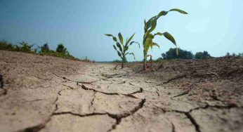 Lago di Van si prosciuga causa siccità: moria di gabbiani