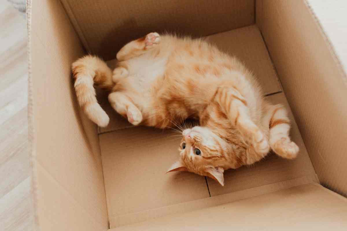 Le scatole come ambiente familiare per i gatti