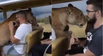 Il leone salta sul veicolo pieno di turisti in cerca di coccole – VIDEO