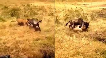 L’attacco non va come sperato: il VIDEO non è adatto a tutti