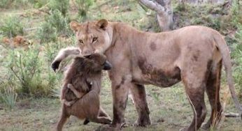 La leonessa afferra il cucciolo di scimmia: quello che avviene subito dopo è incredibile