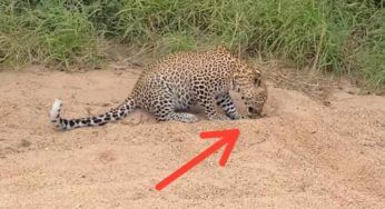 L’uccellino ignaro si finge morto per sfuggire al leopardo: nel VIDEO la tragica verità