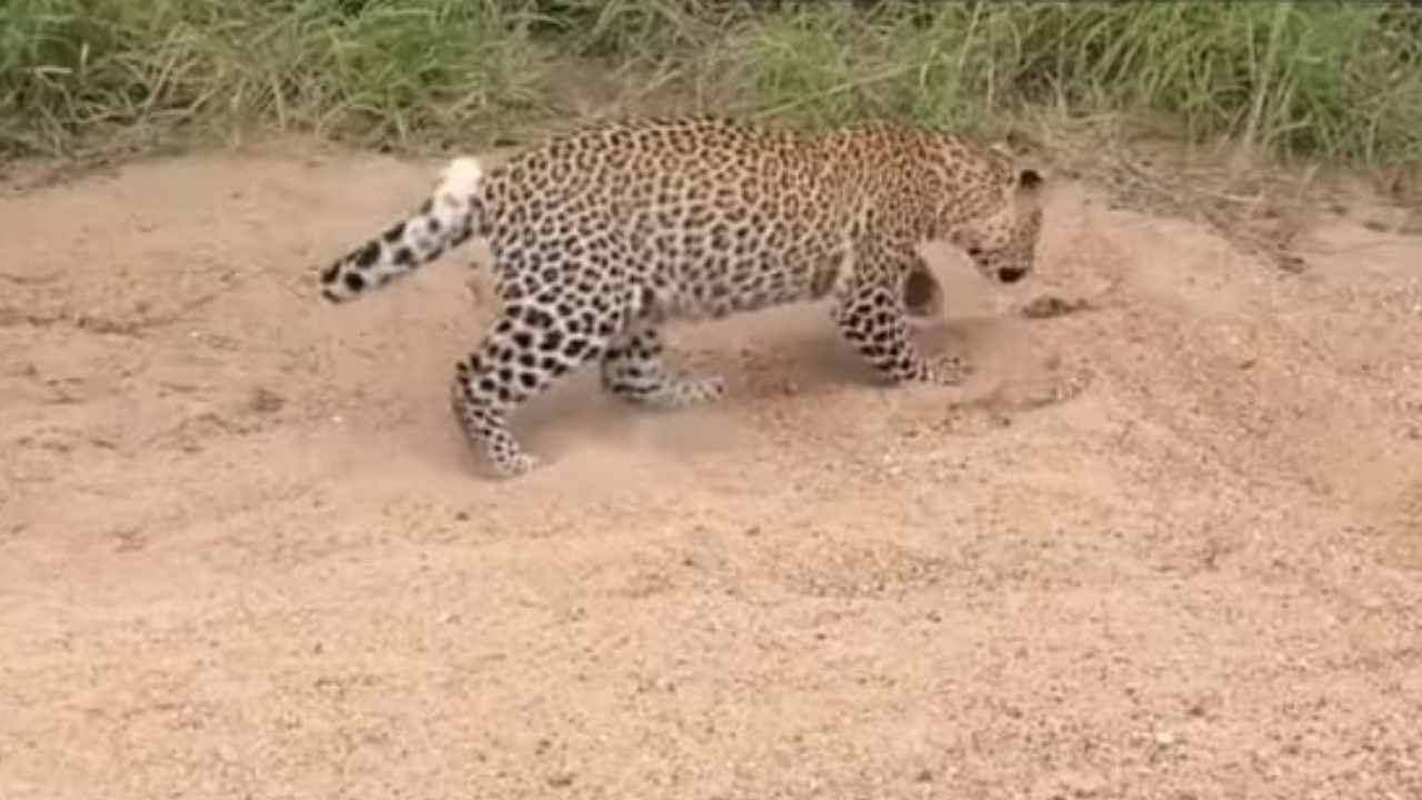 video leopardi