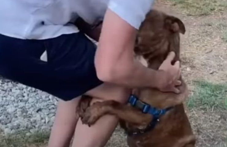 perché il cane si attacca alla gamba