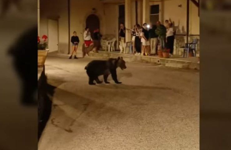 cucciolo orsa amarena