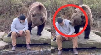 L’orso vuole mangiare ad ogni costo: nel VIDEO la scena impressionante