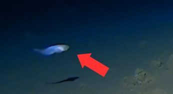 E’ stata scoperta una nuova specie: la sorpresa degli esperti