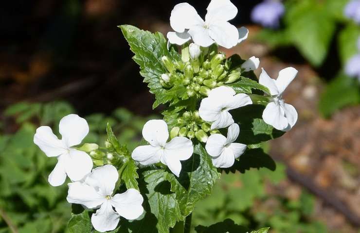 Moneta del papa caratteristiche pianta lunaria annua