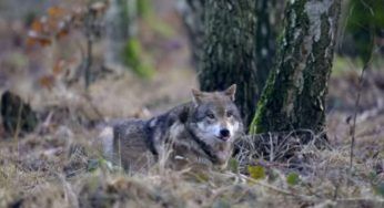 Se incontri un lupo lungo la strada non fare questo: è per la tua incolumità