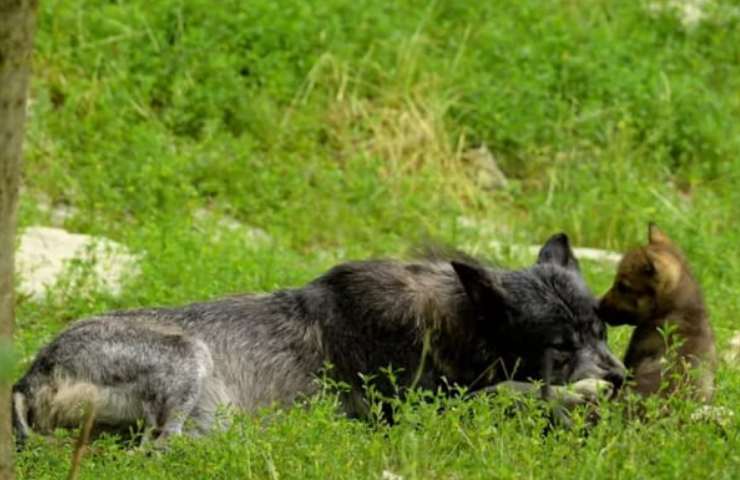 cucciolo di lupo