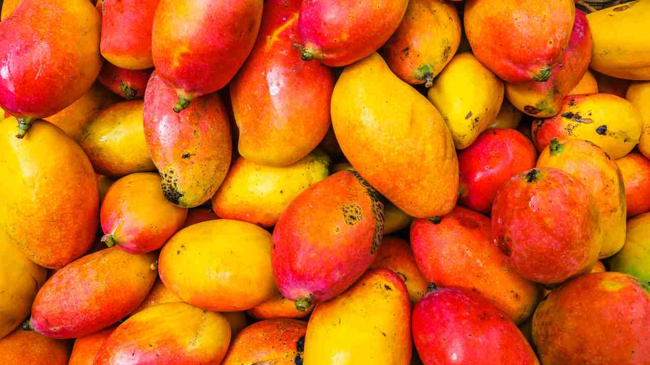 Semi mango animali domestici trend mangopet