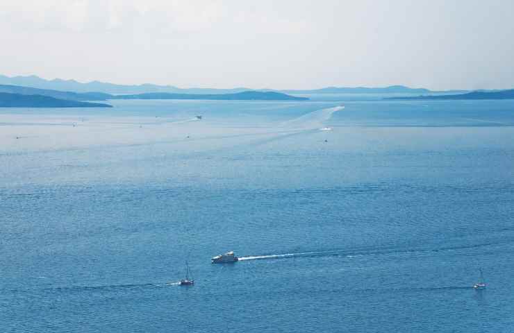 Ancona seconda specie granchio blu