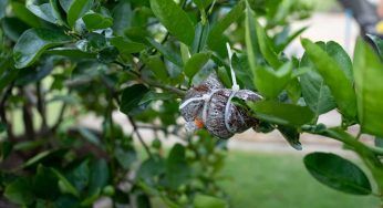 Pianta gratis: come averla senza troppa fatica