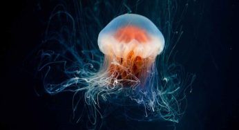 Contatto con una medusa: cosa fare immediatamente e cosa NO