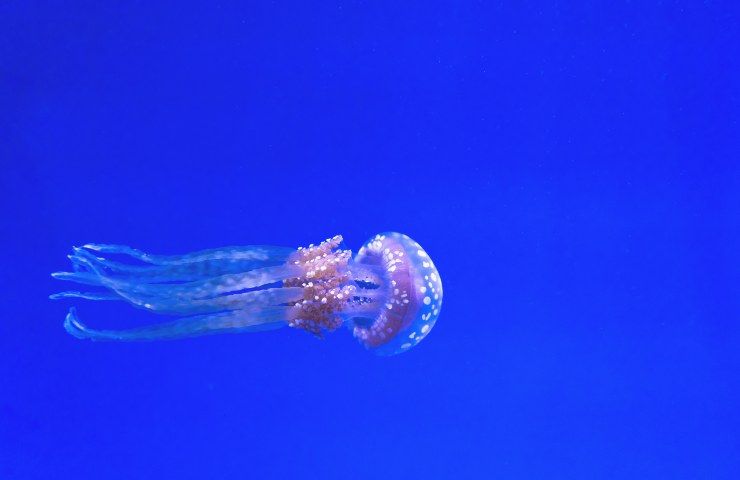 Meduse: cosa non fare quando ci pungono