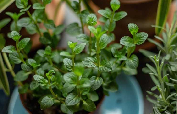 Foglie menta come conservare frigorifero congelatore