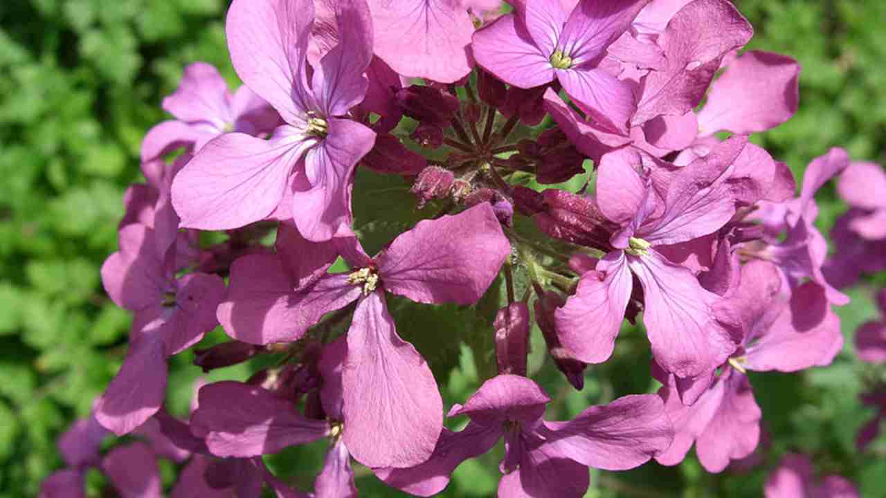 Moneta del papa come coltivare pianta mellifera