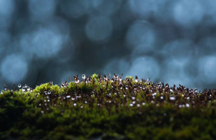 Rischio scomparsa muschio più antico mondo