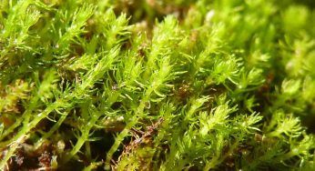 È il muschio più antico al mondo ed è a rischio