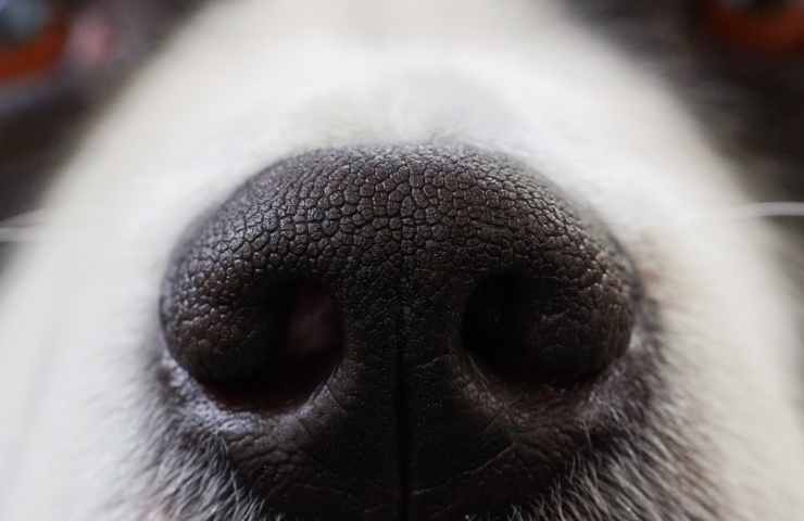 Cucciolo piange altro cane crede morto