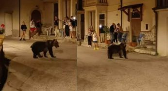 Avvistata l’orsa Amarena con i cuccioli nel centro del paese: la GIUSTA reazione dei presenti – VIDEO