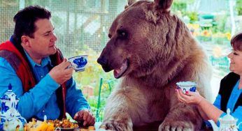 Pesa 140 kg e la famiglia lo tratta come un bambino: si tratta di questo animale