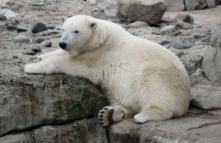 Cambiamento climatico ed animali dal comportamento alterato, il grave collegamento