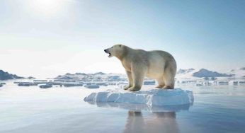 Orso polare ha bisogno di aiuto: l’uomo rimane scioccato dalle sue condizioni