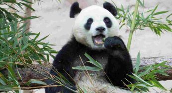 Diplomazia animale: cos’è e capiamo se sia davvero utile