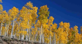 Pando, i suoni del bosco di cloni