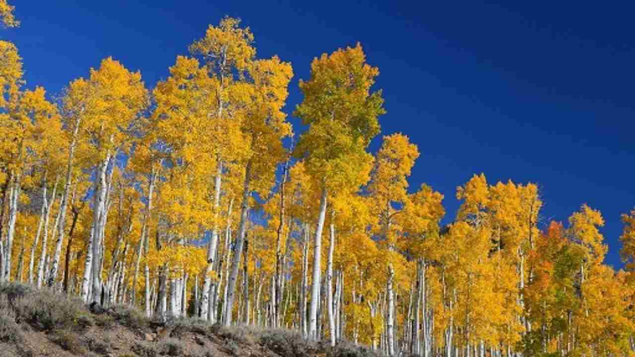 Pando è il bosco parlante che esiste davvero