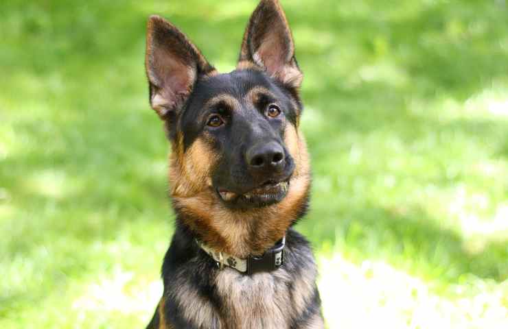 Cane piange amico anestetizzato