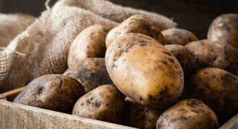 Addio vecchie patatine: dal Michigan arrivano 5 nuove varietà che rivoluzioneranno il gusto