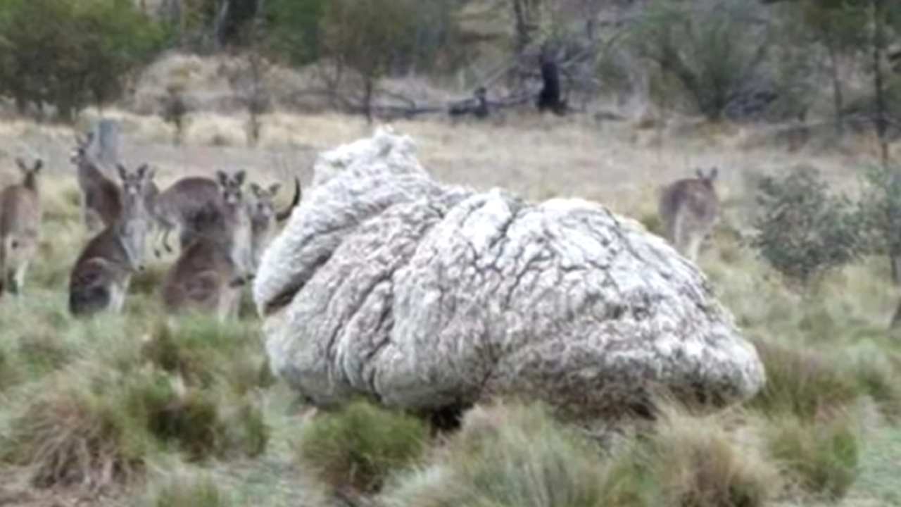 Pecora lana salvata trovata