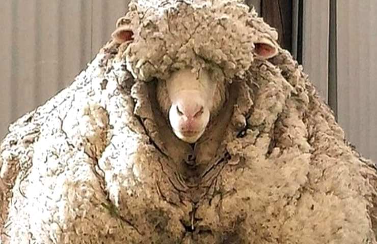 Pecora difficoltà lana salvata uomo